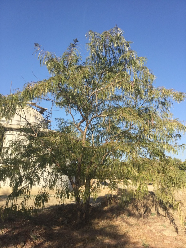 amla tree is very pretty 600